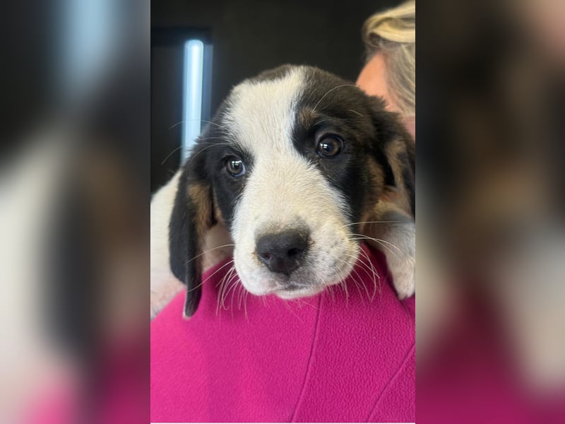 Luzy - Lieblingshunde suchen ihren Menschen