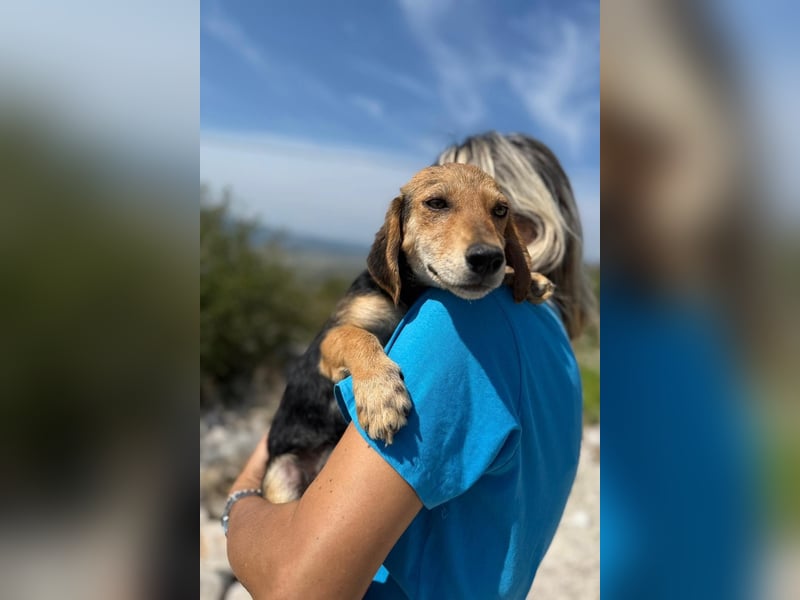 Senta möchte eure Familienhündin werden