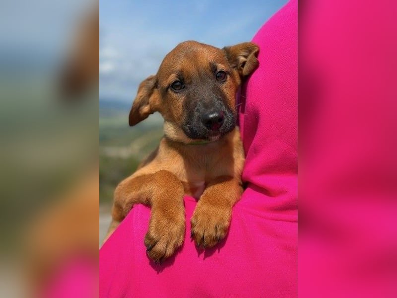 Joschi – ein Freund fürs Leben