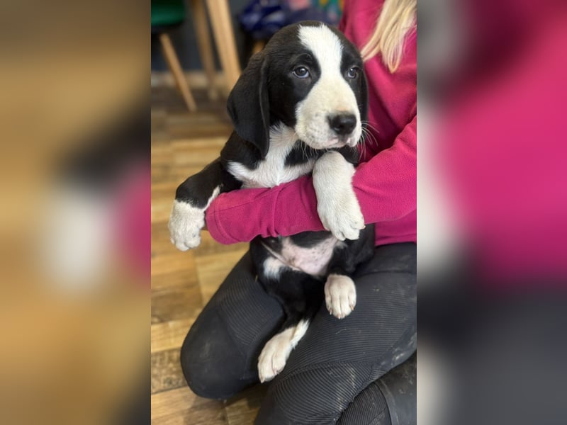 Lupo - Lieblingshunde suchen ihren Menschen