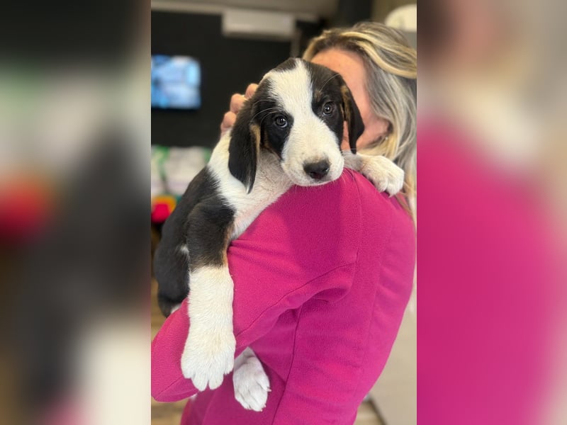 Luzy - Lieblingshunde suchen ihren Menschen