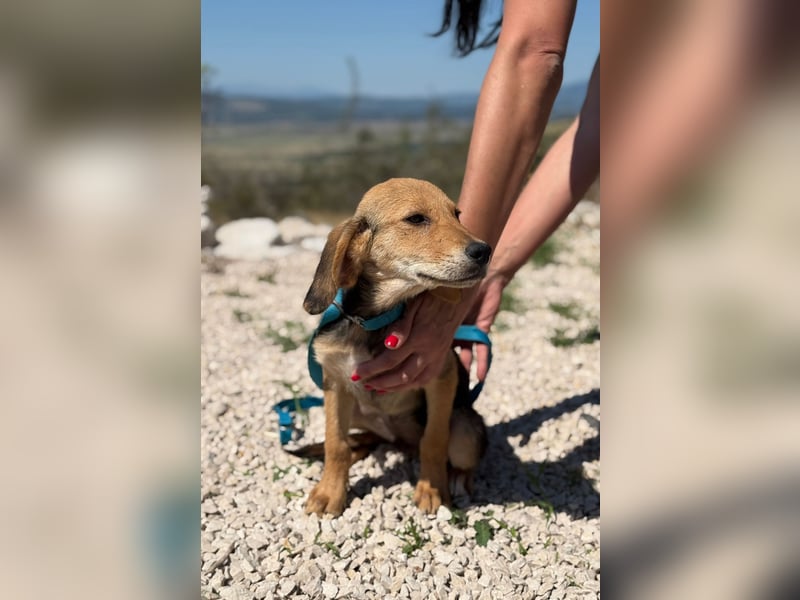 Arlo möchte euer Familienhund werden