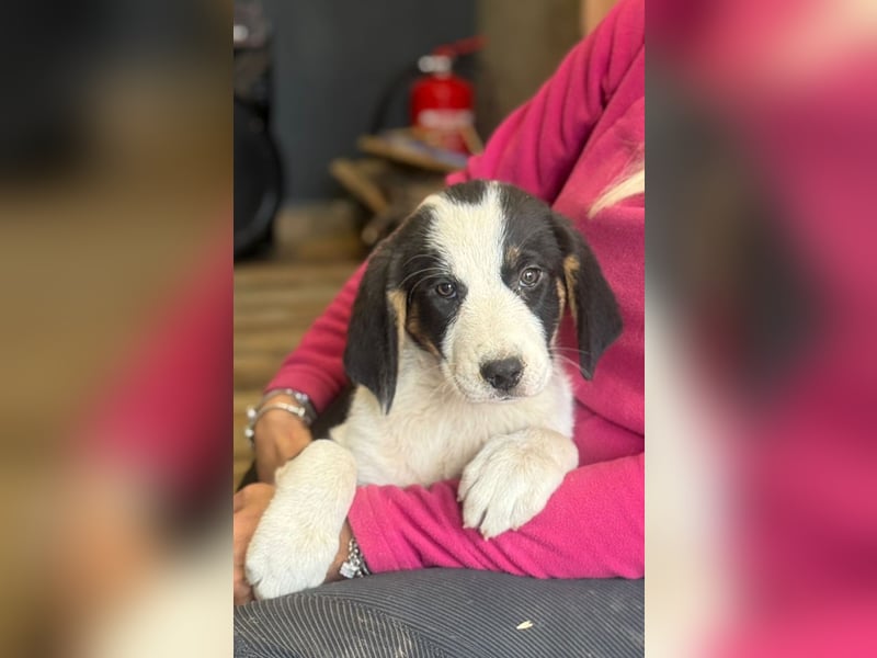 Luzy - Lieblingshunde suchen ihren Menschen