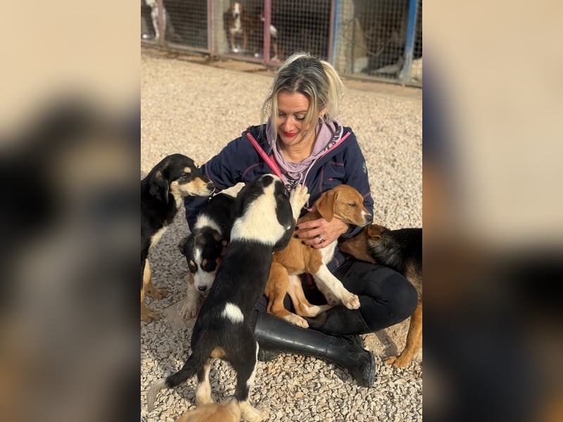 Layka - Lieblingshunde suchen ihren Menschen