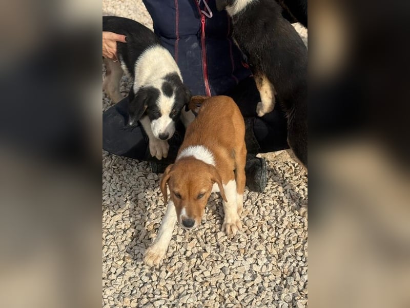 Layka - Lieblingshunde suchen ihren Menschen