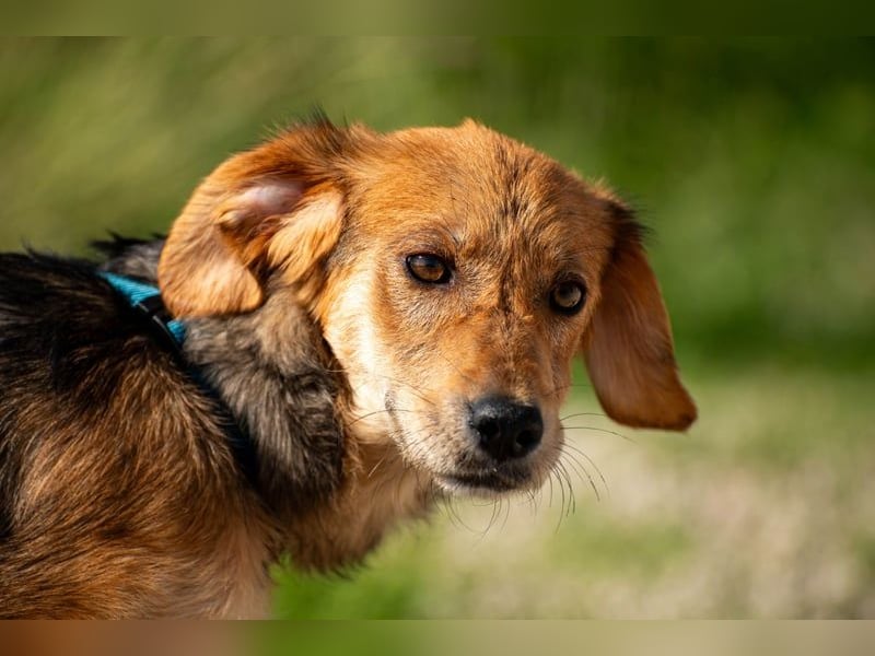 Aimi möchte Teil eurer Familie werden