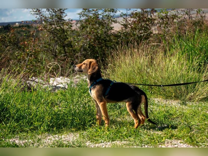 Arlo möchte euer Familienhund werden