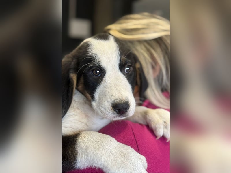 Luzy - Lieblingshunde suchen ihren Menschen