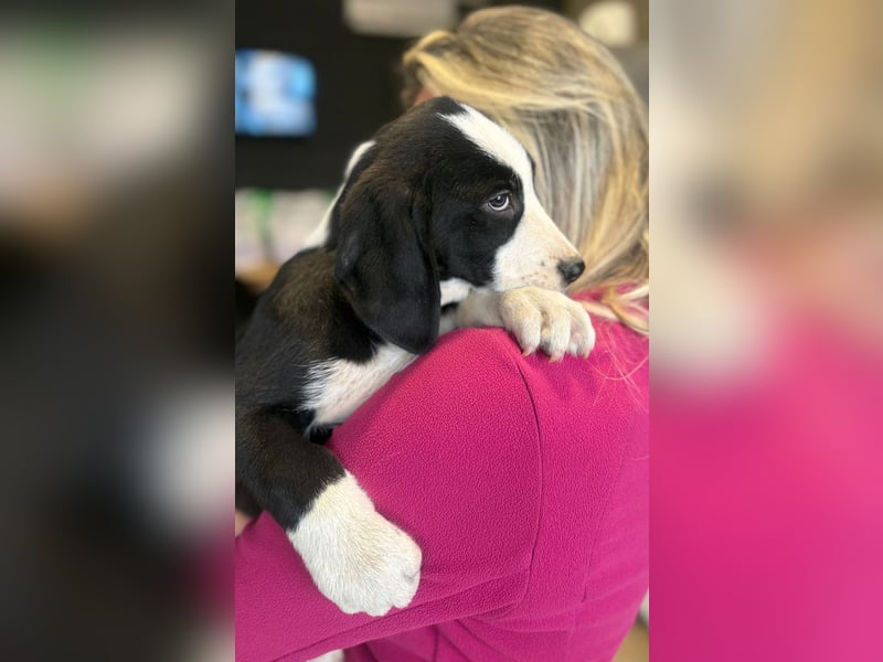 Lupo - Lieblingshunde suchen ihren Menschen