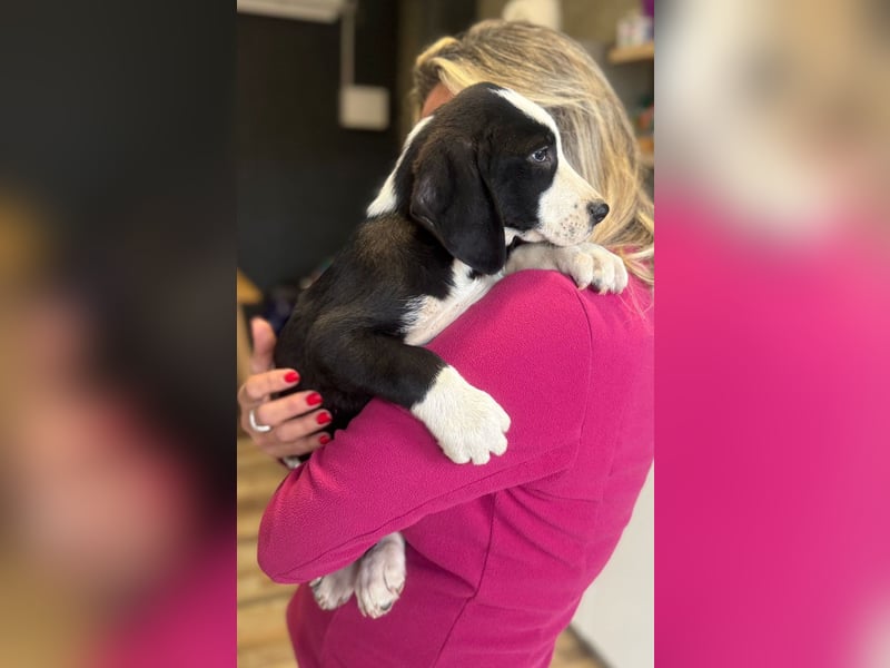 Lupo - Lieblingshunde suchen ihren Menschen