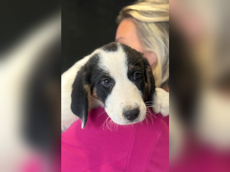 Luzy - Lieblingshunde suchen ihren Menschen