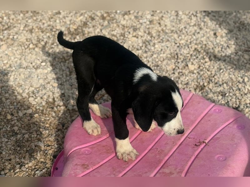 Lupo - Lieblingshunde suchen ihren Menschen