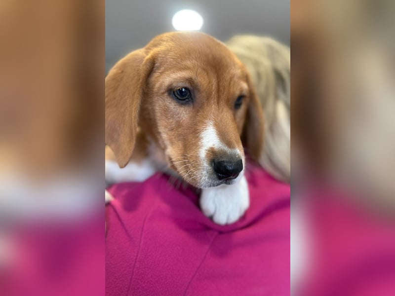 Layka - Lieblingshunde suchen ihren Menschen