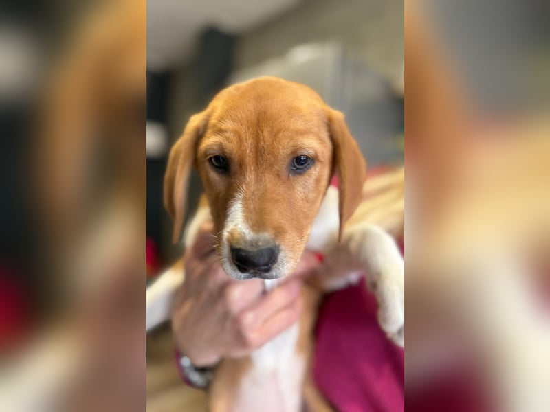 Layka - Lieblingshunde suchen ihren Menschen