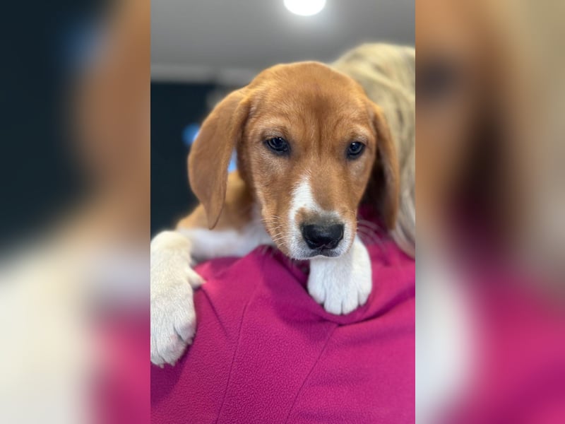 Layka - Lieblingshunde suchen ihren Menschen