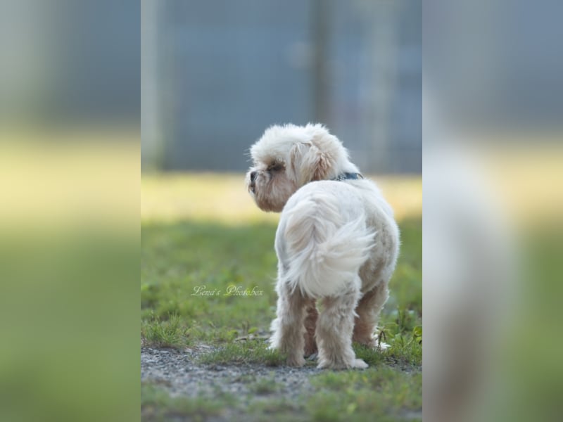 Teddy sucht ein neues Zuhause
