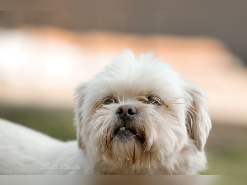 Teddy sucht ein neues Zuhause