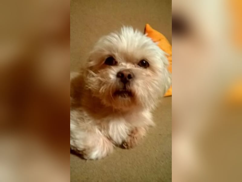 Teddy sucht ein neues Zuhause