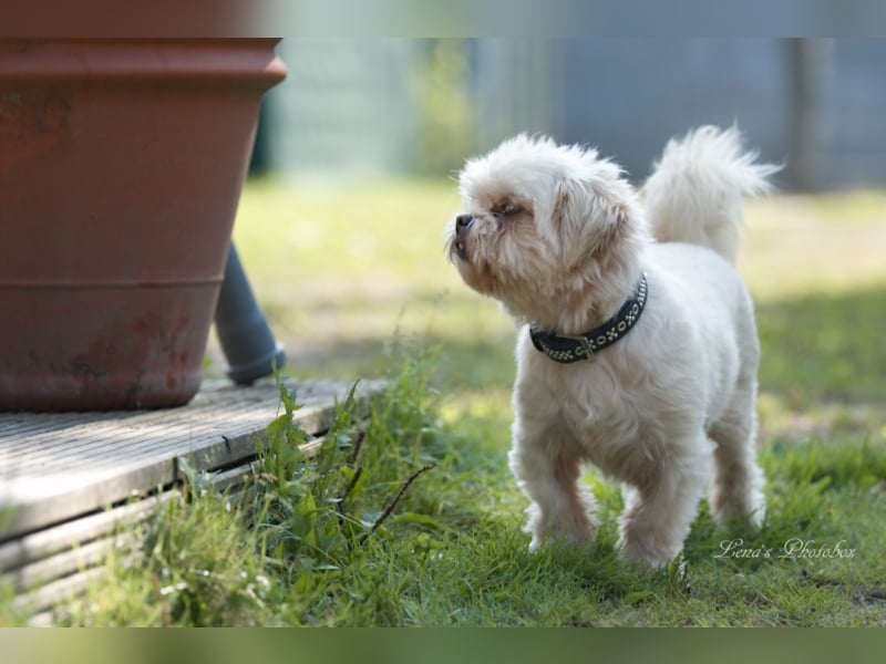 Teddy sucht ein neues Zuhause