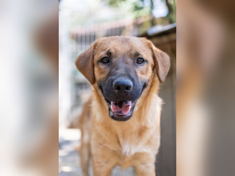 TUX - menschenbezogener & liebenswerter Hundejunge sucht seine Familie