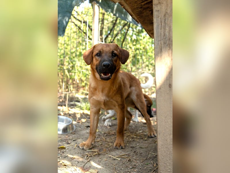 TUX - menschenbezogener & liebenswerter Hundejunge sucht seine Familie