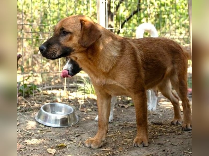 TUX - menschenbezogener & liebenswerter Hundejunge sucht seine Familie
