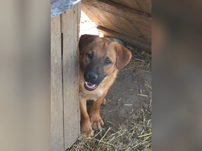 TUX - menschenbezogener & liebenswerter Hundejunge sucht seine Familie