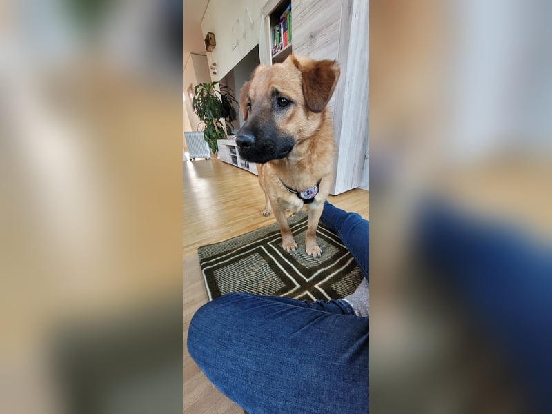 TUX - menschenbezogener & liebenswerter Hundejunge sucht seine Familie