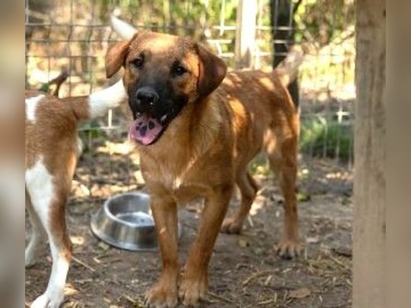 TUX - menschenbezogener & liebenswerter Hundejunge sucht seine Familie