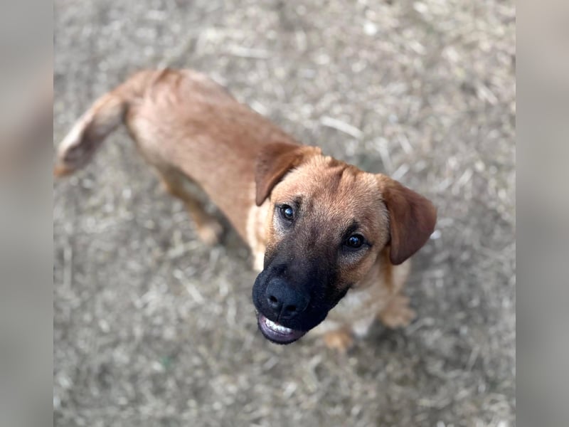 TUX - menschenbezogener & liebenswerter Hundejunge sucht seine Familie