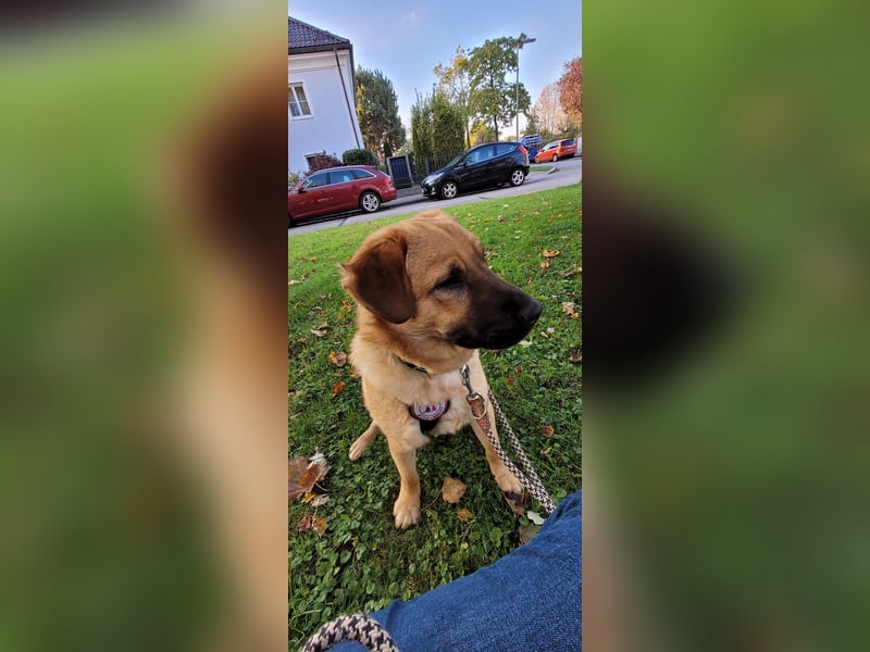 TUX - menschenbezogener & liebenswerter Hundejunge sucht seine Familie