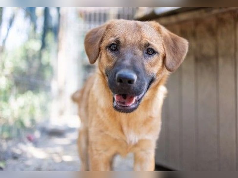 TUX - menschenbezogener & liebenswerter Hundejunge sucht seine Familie