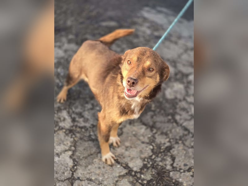 Super freundlicher *Lucky* – macht seinem Namen alle Ehre