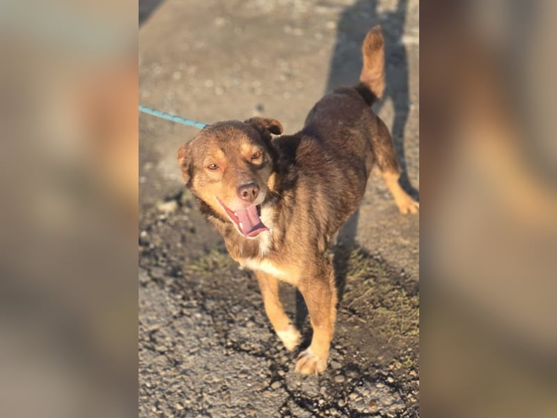 Super freundlicher *Lucky* – macht seinem Namen alle Ehre