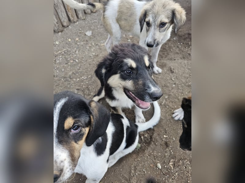 Hund Hündin Welpe Tierschutz Flora