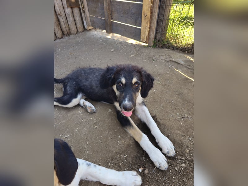 Hund Hündin Welpe Tierschutz Flora