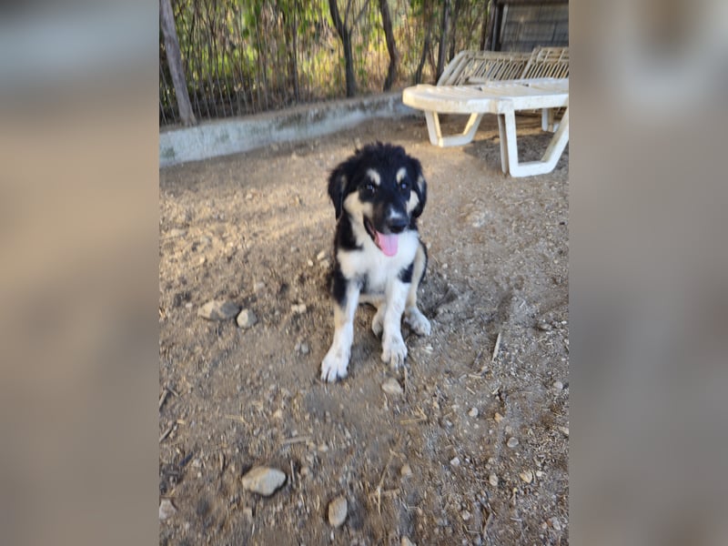 Hund Hündin Welpe Tierschutz Flora