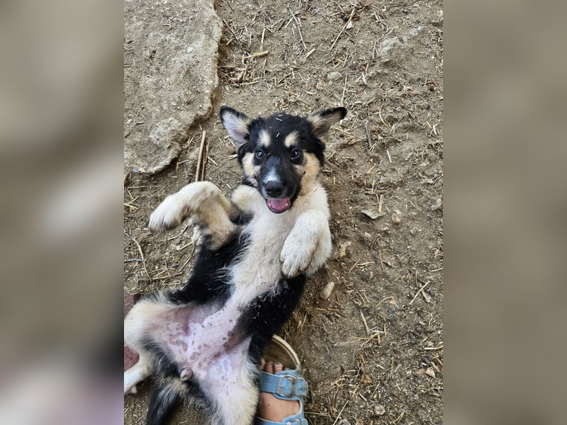 Hund Hündin Welpe Tierschutz Flora