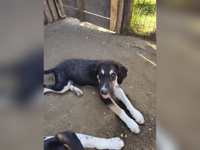 Hund Hündin Welpe Tierschutz Flora