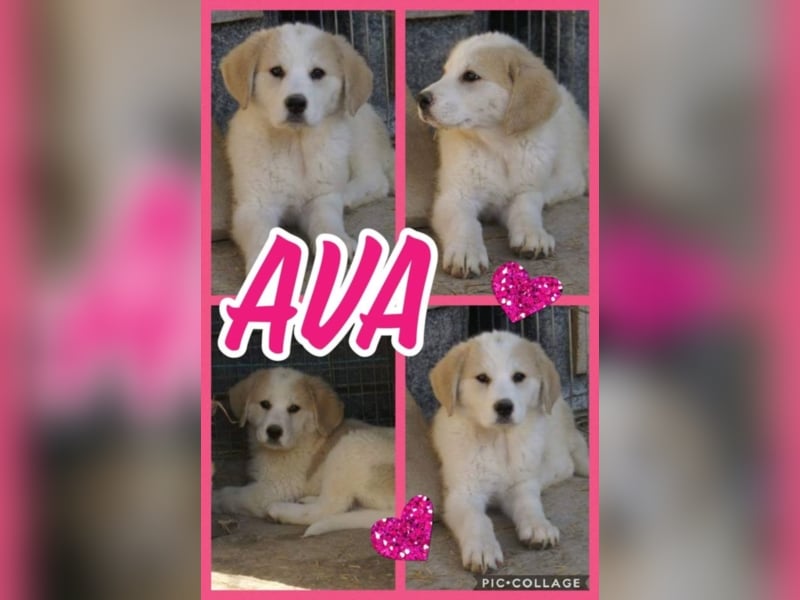 Süße Ava sucht ihre Familie!