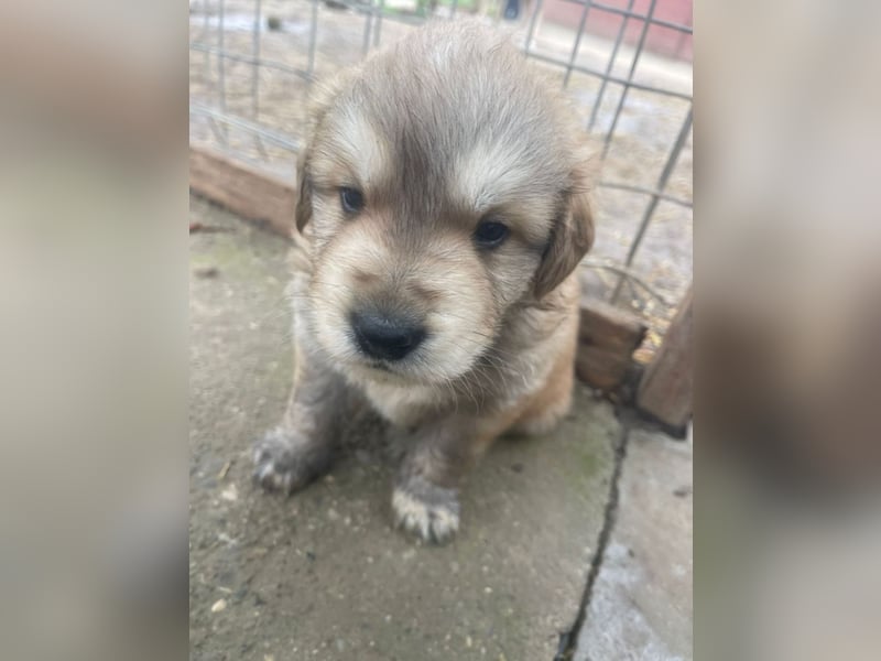 Wer möchte Cookie die Welt zeigen?