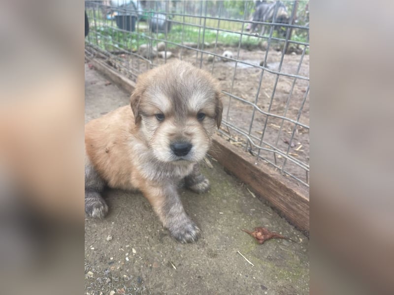 Wer möchte Cookie die Welt zeigen?