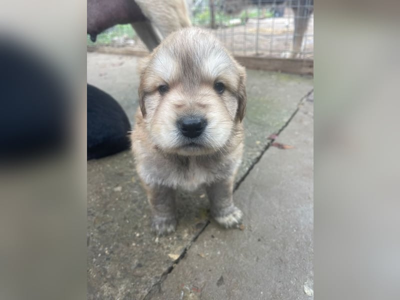 Wer möchte Cookie die Welt zeigen?