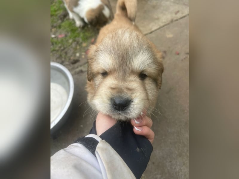 Wer möchte Cookie die Welt zeigen?