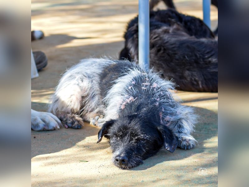Bubu - sucht Ruhe auf dem Sofa