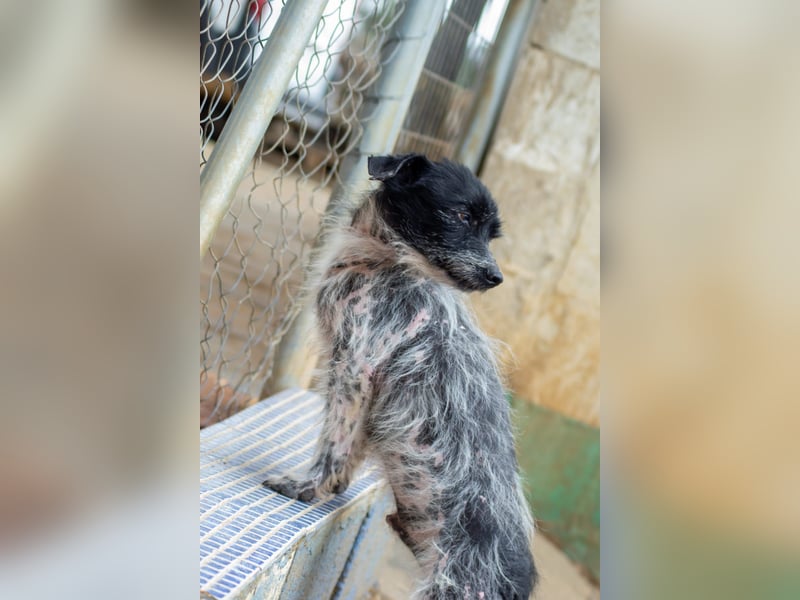 Bubu - sucht Ruhe auf dem Sofa