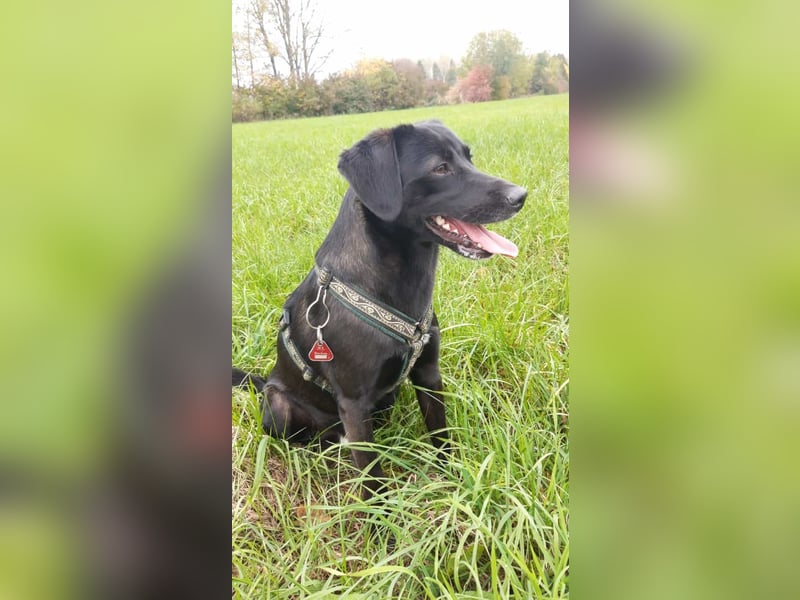 Toffee sucht ein neues Zuhause