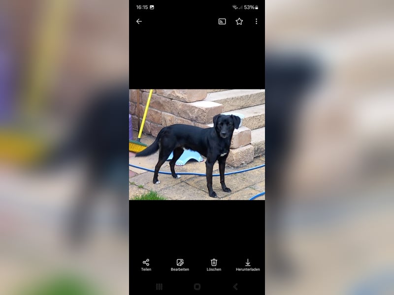 Toffee sucht ein neues Zuhause