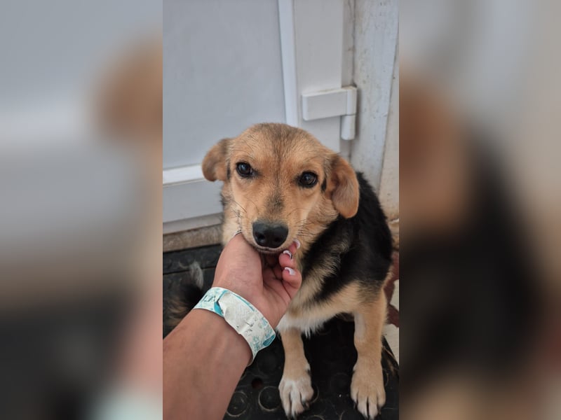 Zarte Seele Moni sucht Geborgenheit Zarte Seele Moni sucht Geborgenheit