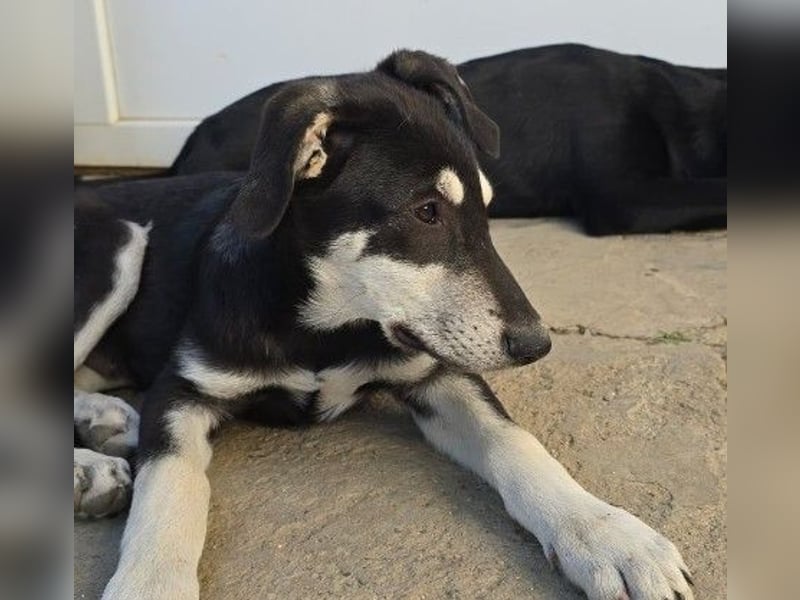 Fröhlicher Junghund Caspar sucht seine Menschen